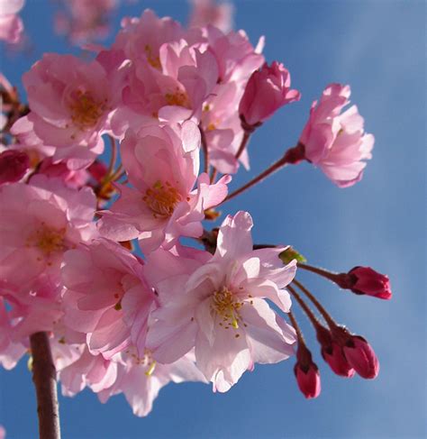 Poppular Photography Pink Flowering Tree
