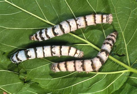 Silkworms Bombyx Mori Feeding On A Leaf Stock Image Z3550544