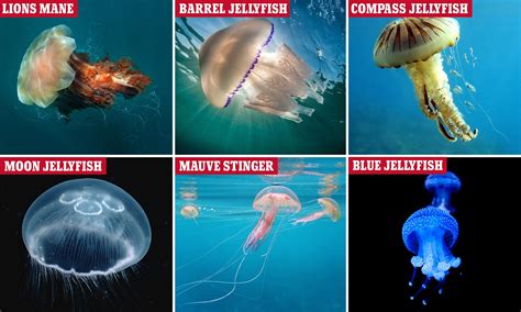 13 Different Types Of Jellyfish You Should Know