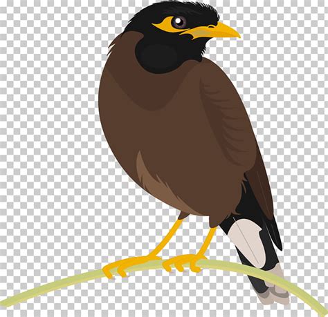 Common Myna Bird Beak Bird Png Clipart Free Cliparts