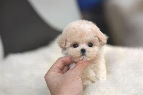 China White Tiny Teacup Poodle Tiny Teacup Pups