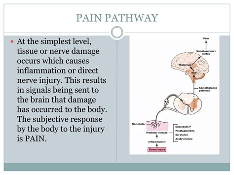 Ppt Acute Pain Management For Ems Powerpoint Presentation Free