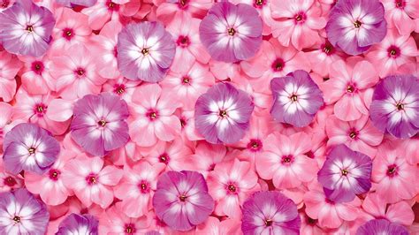 Pink Color Backgrounds Wallpaper High Definition High Quality