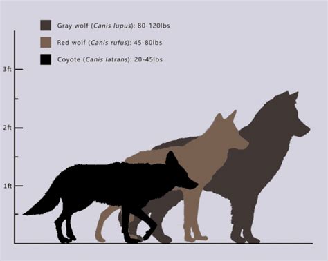 Red Wolf Size Chart Wolf Conservation Center