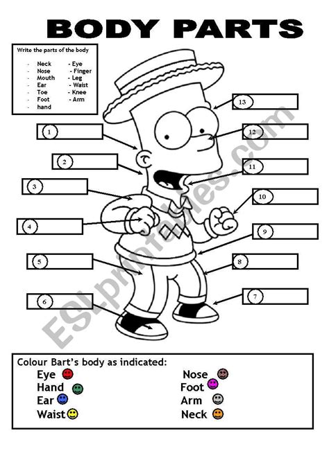 To complete the worksheet, students should look at the body parts picture and then circle the correct spelling of the word. BODY PARTS - ESL worksheet by JUANBEGI