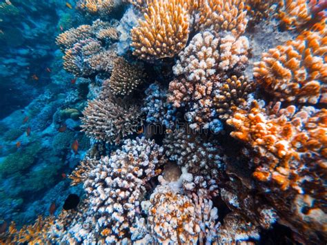 Underwater Scene With Coral Reef In The Red Sea Stock Photo Image Of