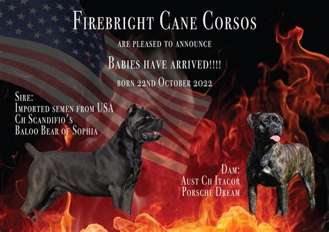 We Are So Excited Puppies Firebright Cane Corso Facebook