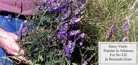 We do it every season. Hairy Vetch Seed - Nixa Hardware & Seed Company