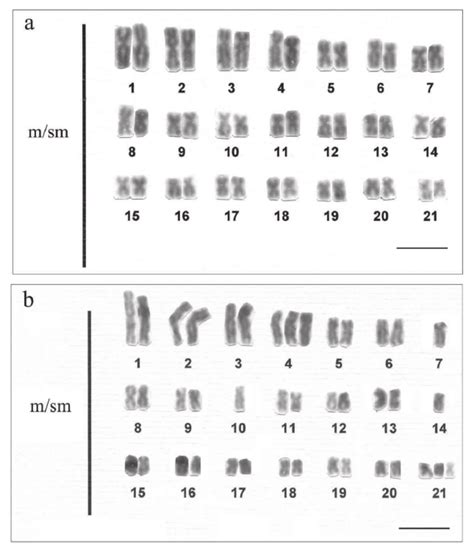 Karyotypes Of The Cell Lines Found Within Mosaic Specimens Of H Download Scientific Diagram