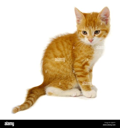 Perfil De Cara De Gato Imágenes Recortadas De Stock Alamy