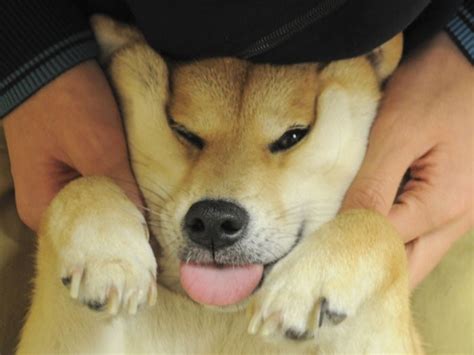 10 Irresistible Doggos With The Most Squeezable Cheeks Ever