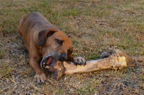 How To Choose The Best Dog Chews And Reward Your Pup After A Great