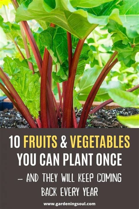 Trees will definitely help us slow climate change, but they won't reverse it on their own. 10 Fruits & Vegetables You Can Plant Once — And They Will ...