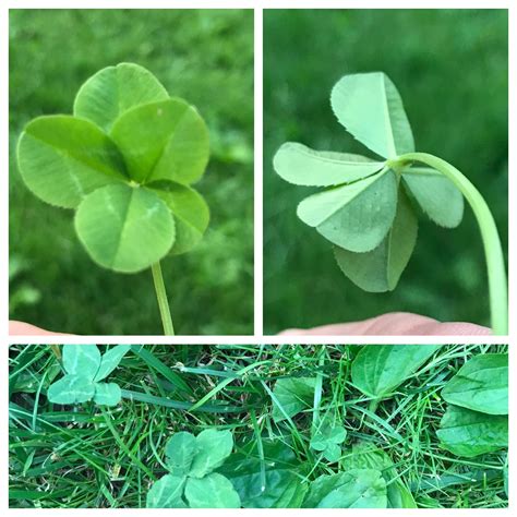 This Five Leaf Clover My Daughter Clover Found Near Two Four Leaf