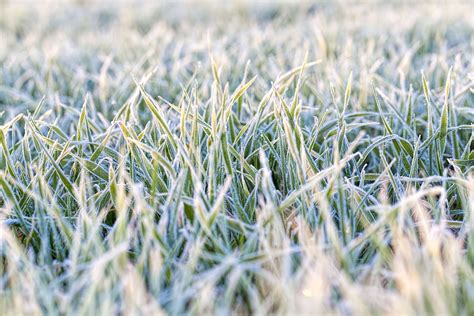 Frost And Its Effect On Your Lawn Winston Salem Nc