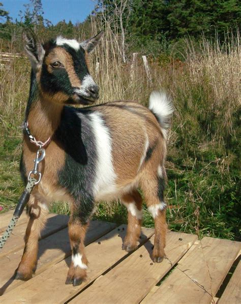 Nigerian Dwarf Dairy Goats Nova Scotia Homestead Baby Farm Animals