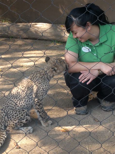 Baby Cheetah Kissing Zoo Keeper At San Diego Zoo Aww