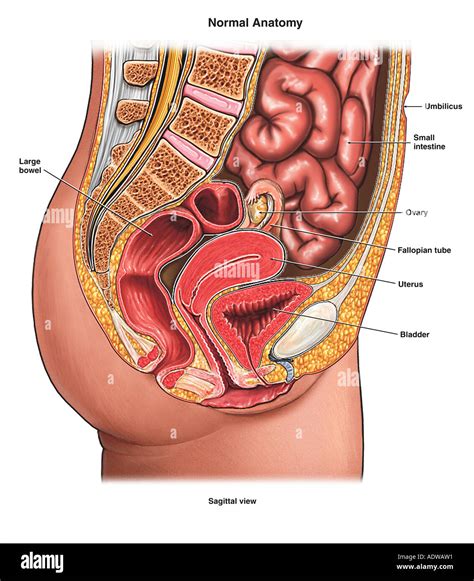 Abdominal Anatomy Pictures Female Female Colon With Abdominal Organs