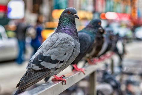 Pigeon Control And Removal In Nyc Queens Standard Pest Management