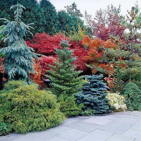 With interesting needles and noteworthy cones, fir trees are some of the most beautiful evergreen plants you can grow. Pin on Yard ideas