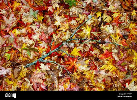 Autumn Leaves On The Ground Stock Photo Alamy