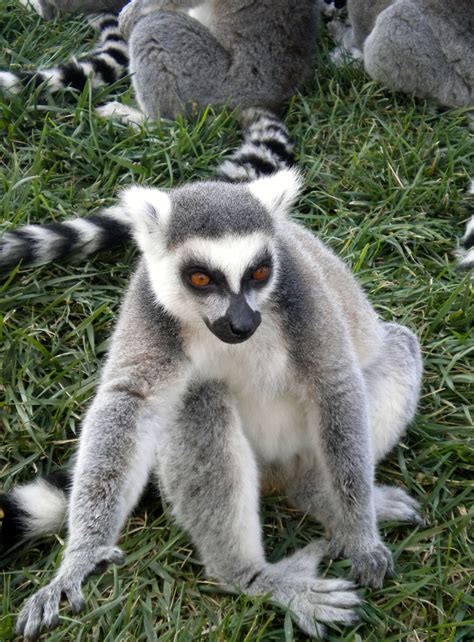 Lemurs Animals Wild Lemur Small Pets