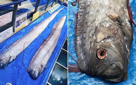 Japan Fears Doomsday As Fishermen Find Two Giant Oarfish In Okinawa