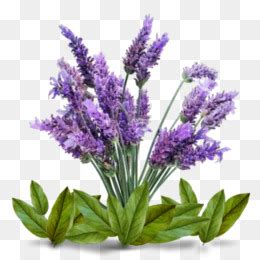 Hyacinthus)، ويقال له أيضا نبات خيري البر، ونبات ضيق الأوراق، وله أسماء أخرى منها: الإنجليزية زهرة الخزامى زيت اللافندر الفوتوغرافية ...