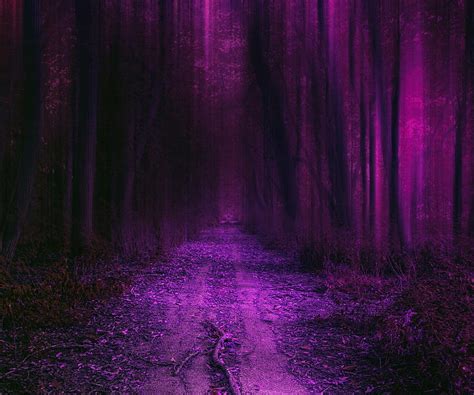 Purple Forest Forest Natural Nature New Nice Purple Trees Hd