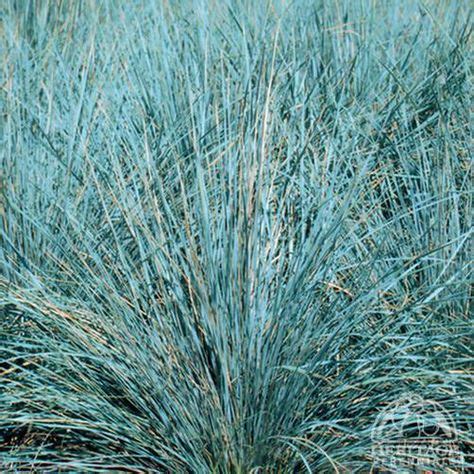 Blue Grasses Ideas Ornamental Grasses Plants Perennials
