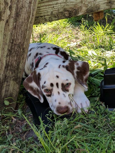 Liver Dalmatian Countryside Kennels