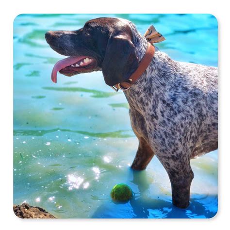 Little dog rescue of north texas, inc. Our 6 Favorite Dog Parks in the Dallas/Fort Worth Area ...
