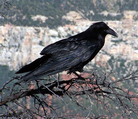 Grand Canyon Raven Ii Photograph By Mirinda Kossoff Fine Art America