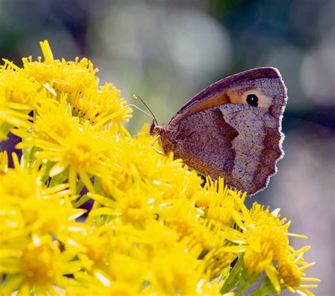 Butterfly Meadow Brown Butterfly Tony Brathwaite Flickr