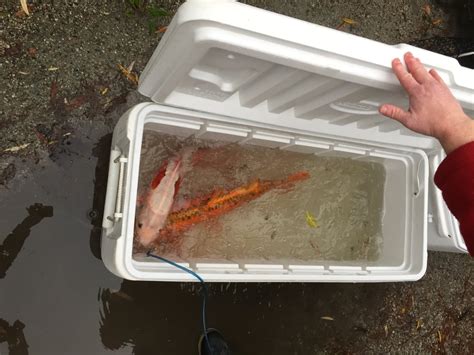 Koi Removed From Vancouver Chinatown Pond To Protect Them From Otter