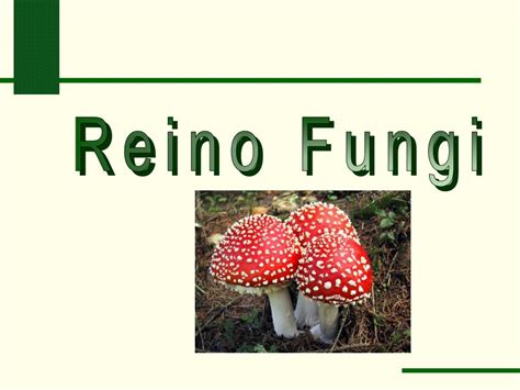 Ppt Reino Fungi Powerpoint Presentation Free Download Id4938262