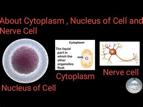 Learn vocabulary, terms and more with flashcards, games and other study tools. About Cytoplasm, Nucleus of Cell and Nerve Cell - YouTube