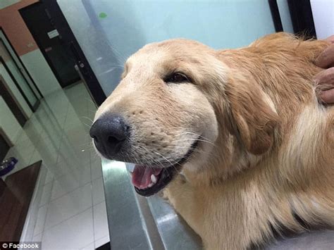 Your dog will probably be licking the area where it has been stung where there is a small lump. Golden Retriever with a swollen face after being stung by ...