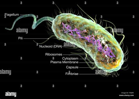 Illustration Showing Escherichia Coli Bacteria E Coli With Nucleoid