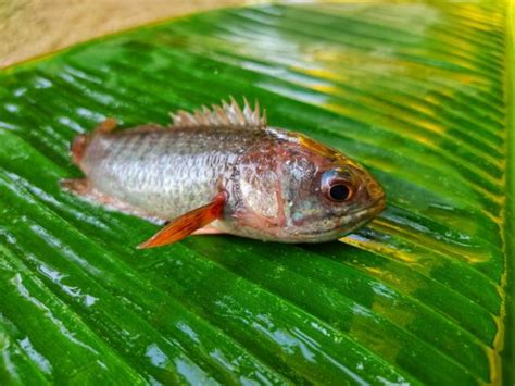 Mengenal Jenis Ikan Air Tawar Endemik Indonesia Yang - vrogue.co