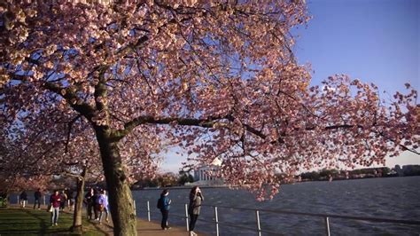 Cherry Blossoms With Strong Wind April 4 2018 Youtube
