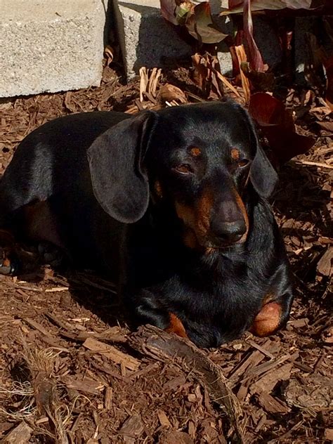 Dachshunds, Doxie, Dilemma, Wiener, Friends, Animals, Pet Dogs, Amigos