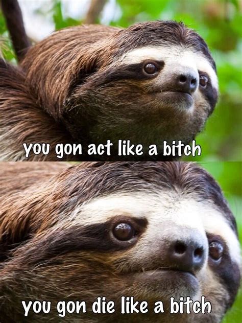 Make a meme make a gif make a chart popular memes. Pin by Olivia Welch on LOL | Sloth meme, Sloths funny ...