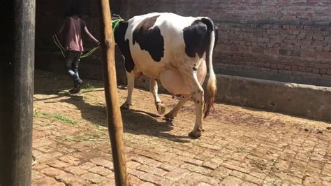 For Sale HF Cow Milk Record 35L Ready For Delivery YouTube