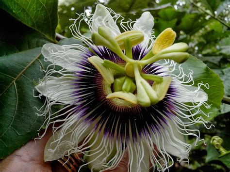 Endah Murniyatis Journey Flower Of The Week Passion Fruit