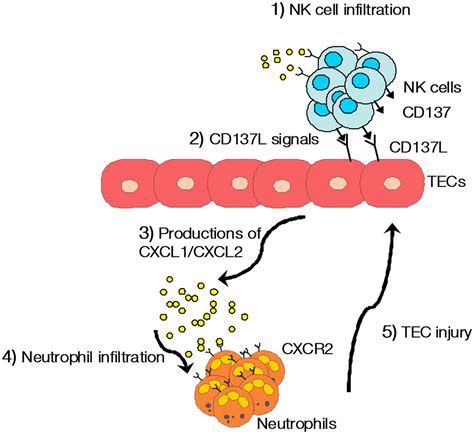Reverse Signaling Through The Costimulatory Ligand CD137L In Epithelial
