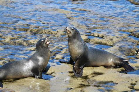 Two Sea Lions On Rocks Stock Photo Image Of Animals 142372518