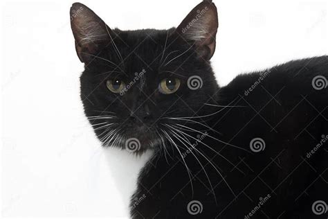 Cute Tuxedo Cat On White Stock Image Image Of Single 96948821