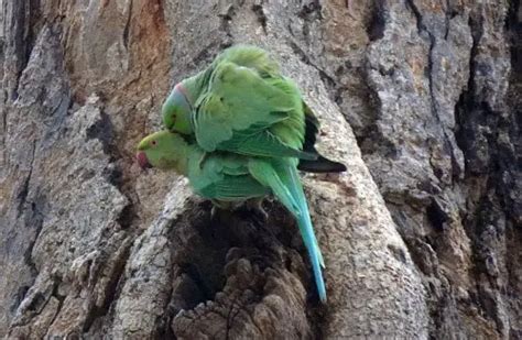 What Are The Signs Of Pregnancy In Parrots