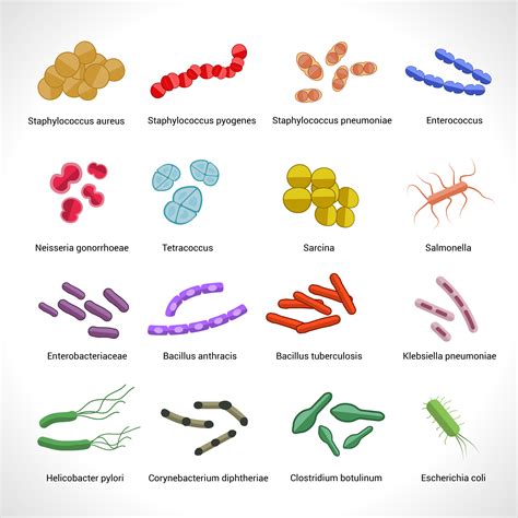 Conjunto De Ilustracion De Vector De Bacterias Realista Diferentes